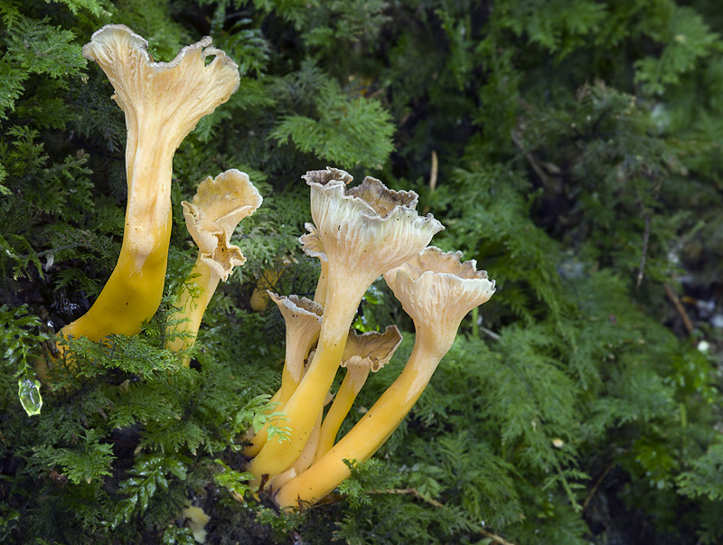 Cantharellus aurora